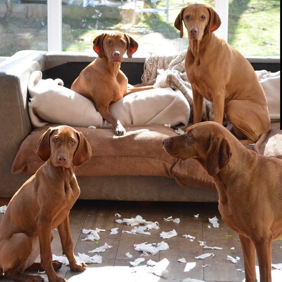 4 dogs caught messing things up in their home